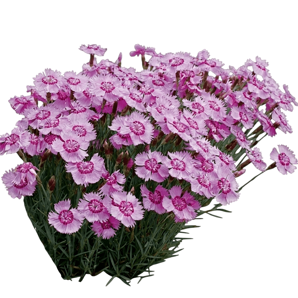 American Pie Cherry Pie Dianthus (Dianthus × Allwoodii 'Wp19 Pie65') - Perennials