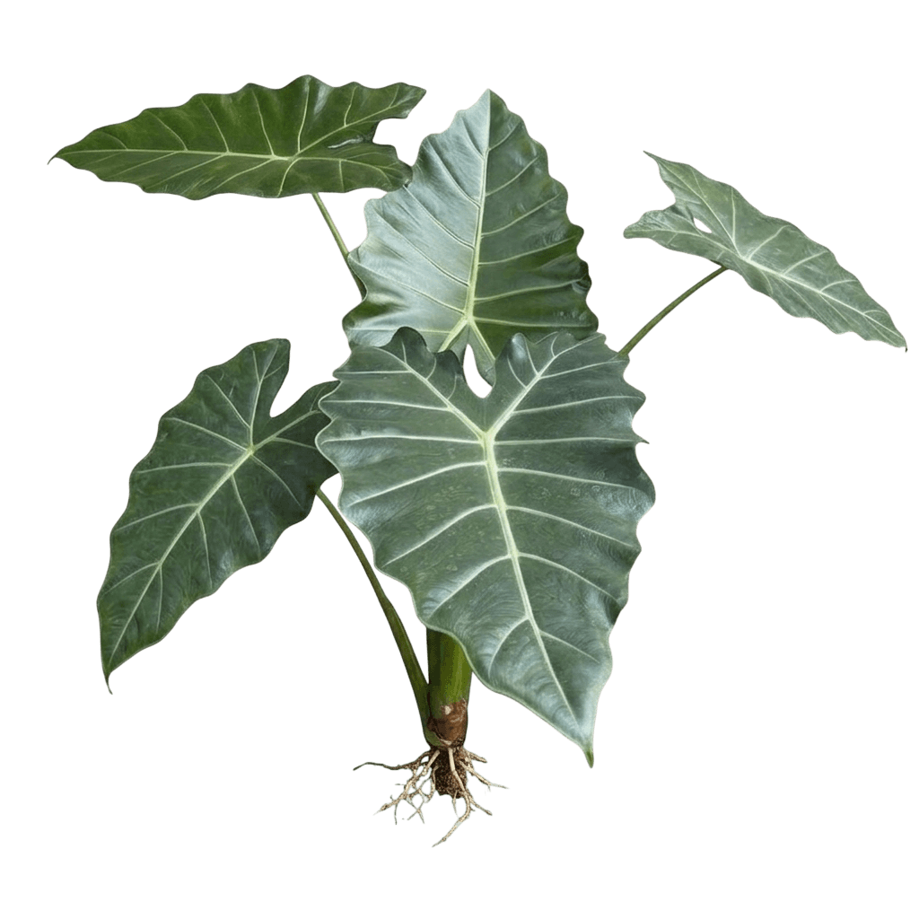 Mayan Mask Alocasia (Alocasia X Masquerade ‘Mayan Mask’) - Indoor Plants