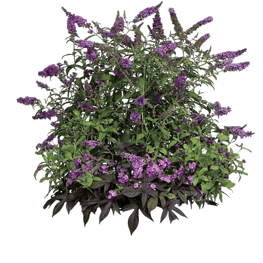 Groovy Grape™ Butterfly Bush (Buddleia Davidii Var. Davidii 'Piibd-I') - Shrubs