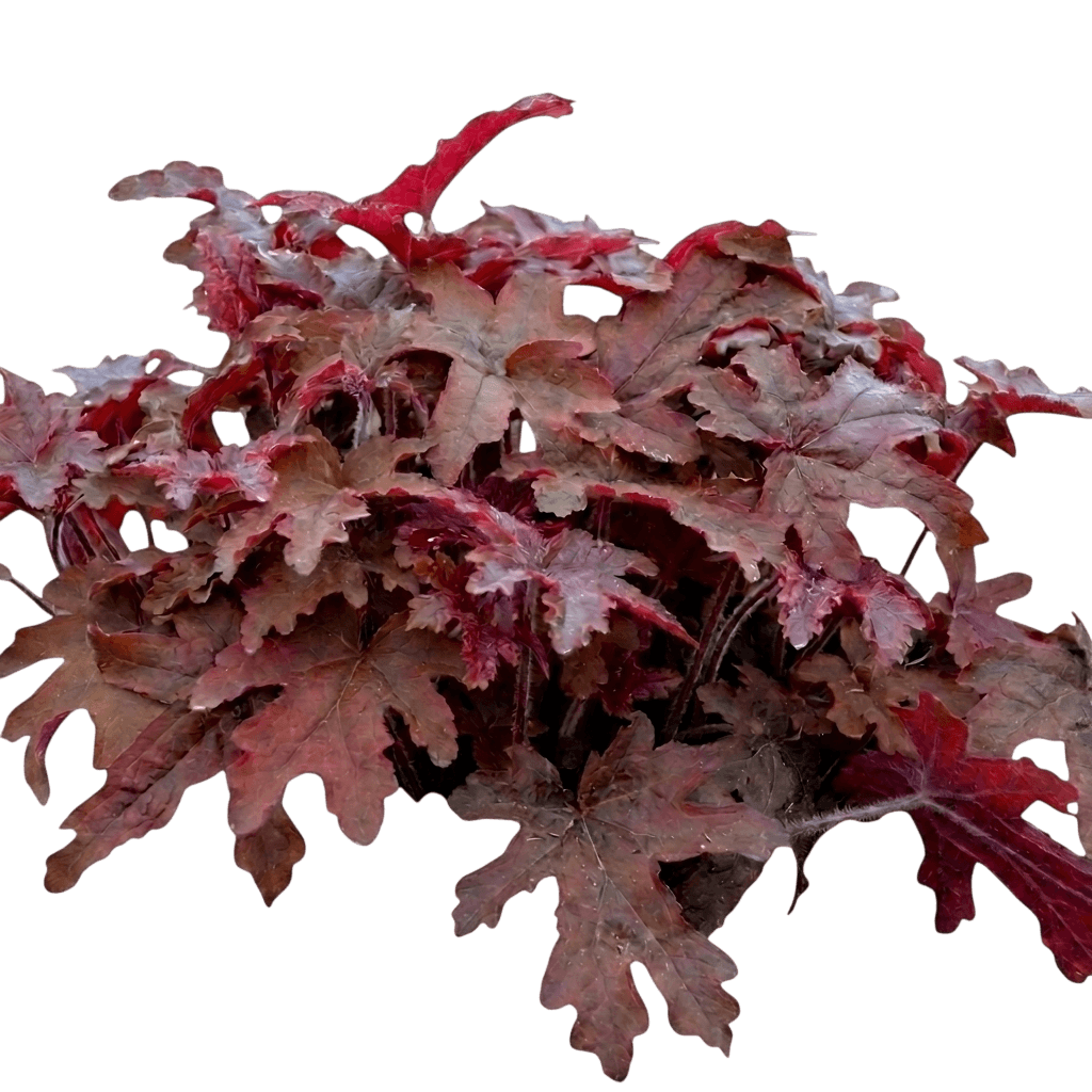 Fun And Games® Eye Spy Foamy Bells (Xheucherella Var. Hybrid 'Eye Spy') - Perennials
