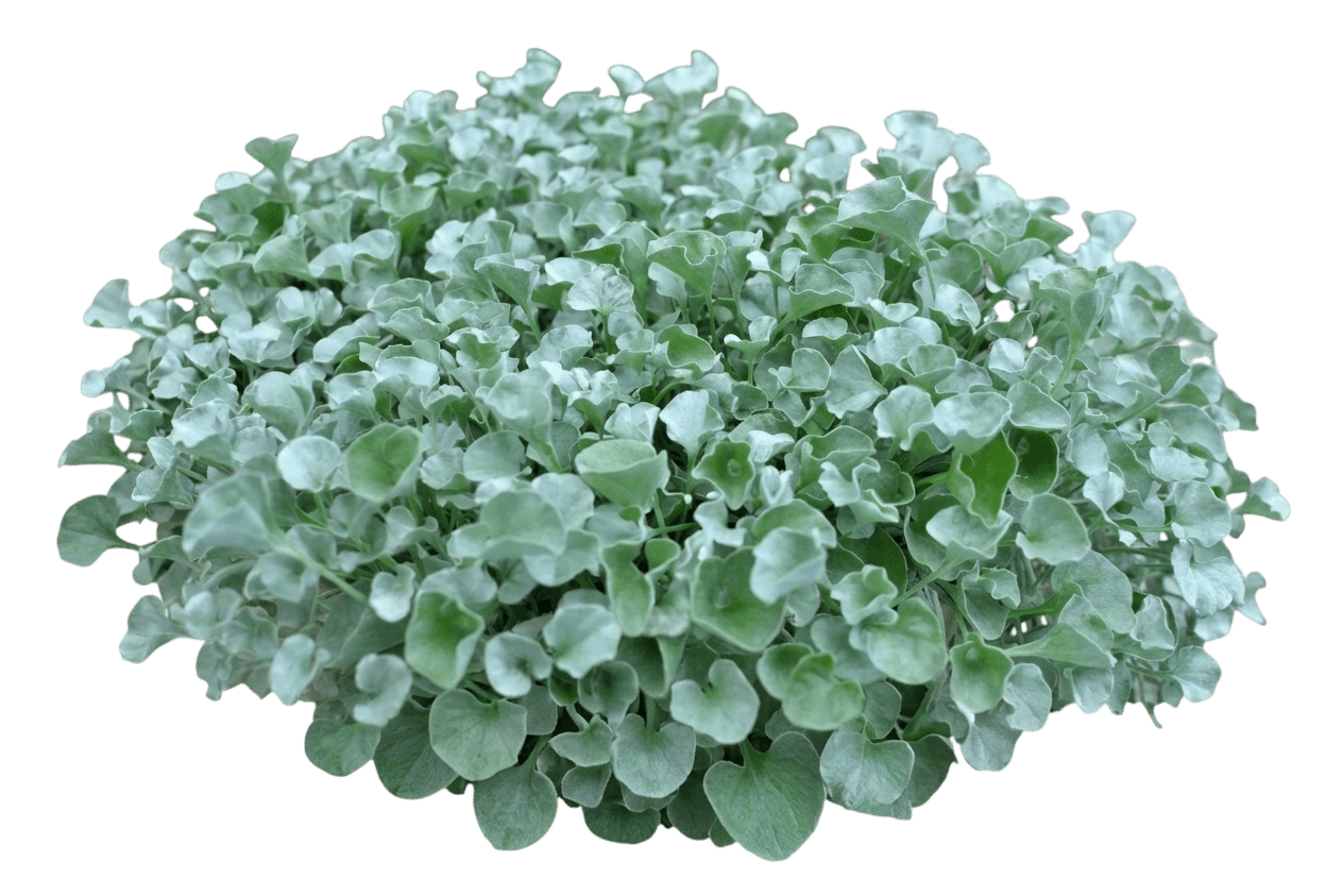 silver leaf pony''s foot (Dichondra Sericea) - Groundcovers