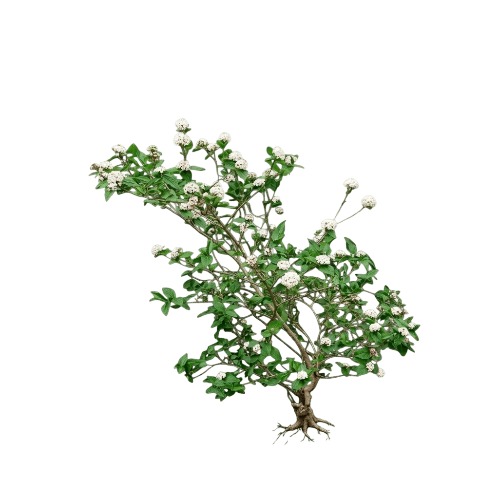 american spice™ viburnum (Viburnum X Burkwoodii American Spice 'Duvone') - Ground-layer plants