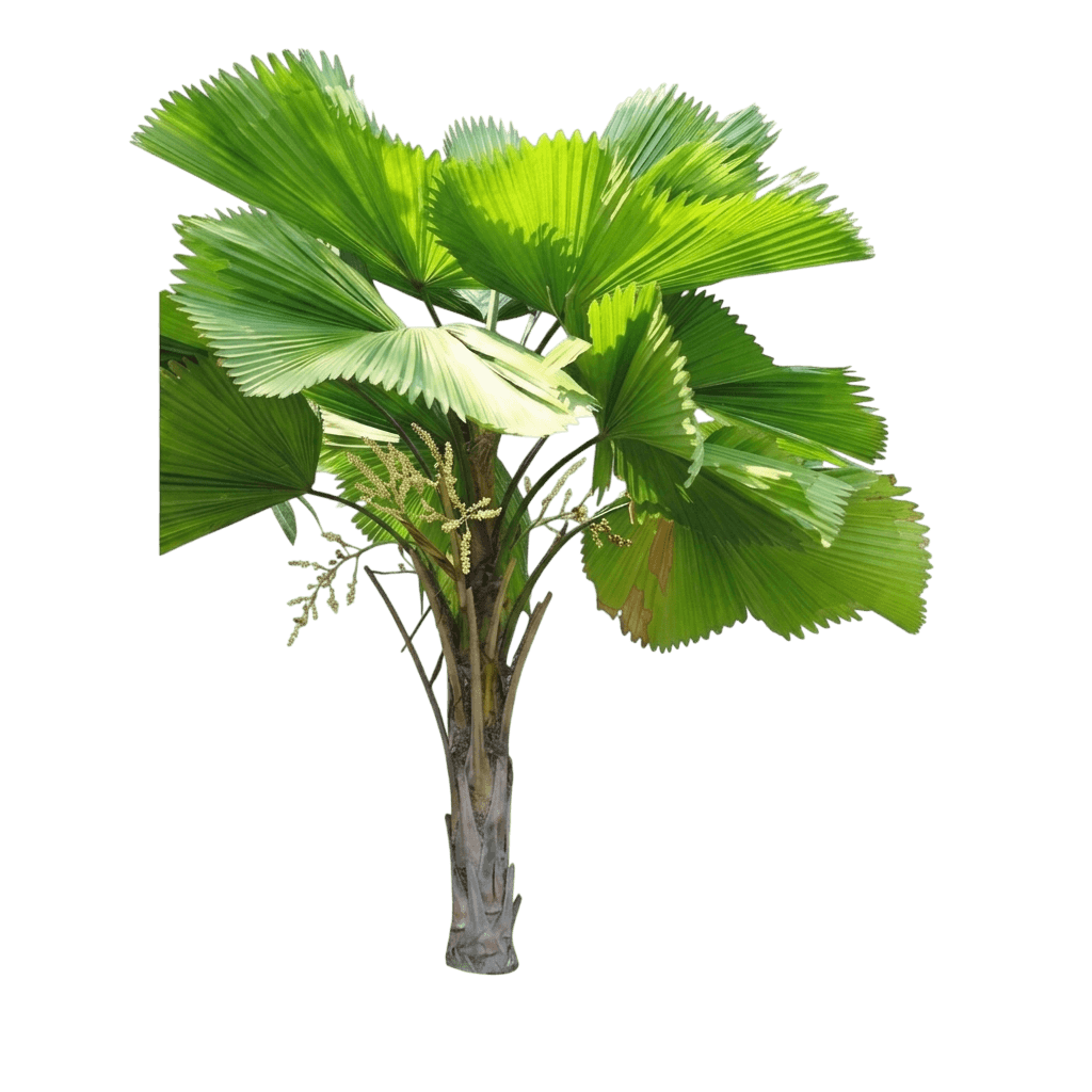 großblättrige Strahlenpalme (Licuala Grandis) - Immergrüne Bäume