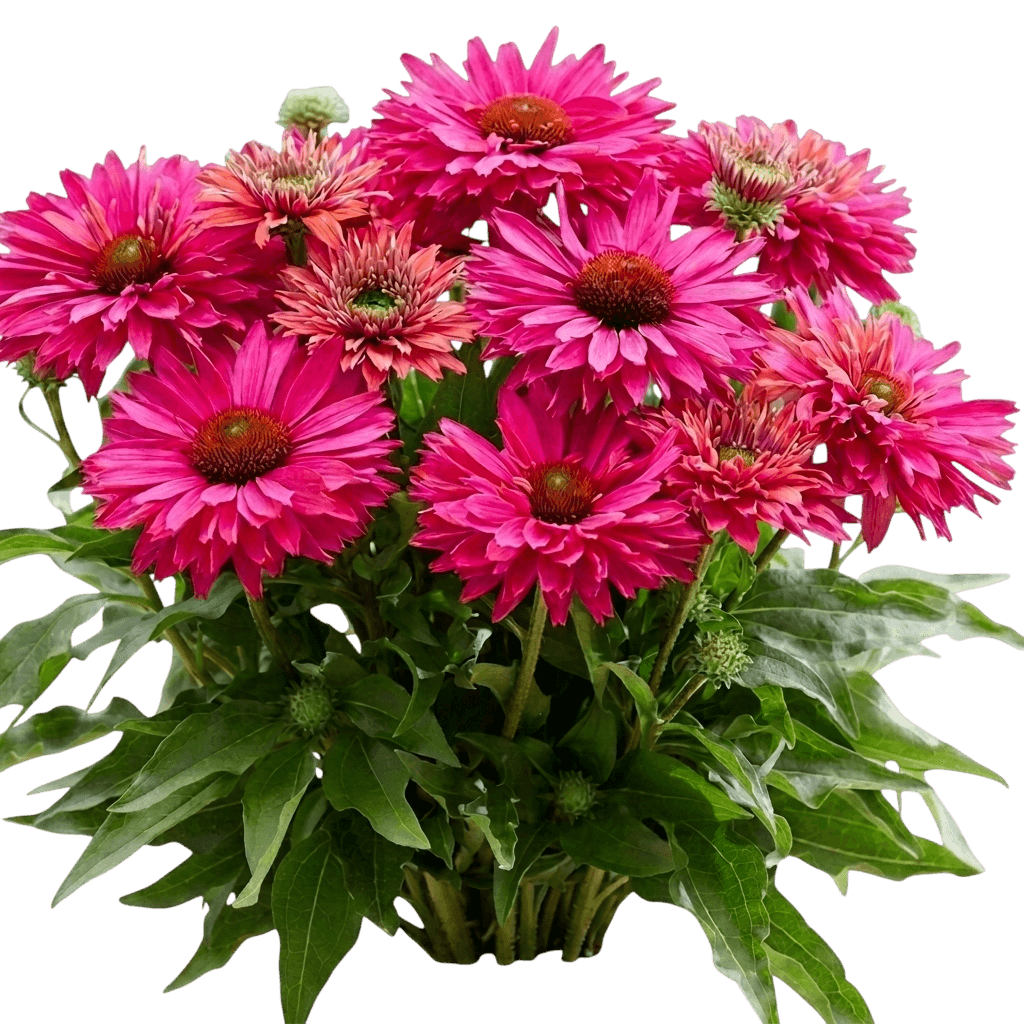 SunSeekers Sweet Fuchsia coneflower (Echinacea 'Ifecssswfu') - Perennials