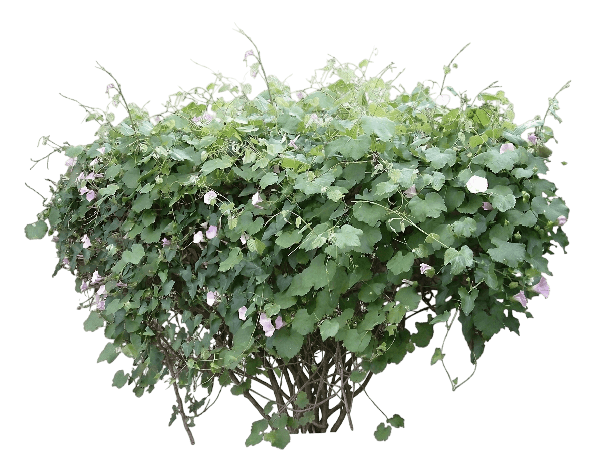 morning glory (Calystegia Macrostegia) - Perennials