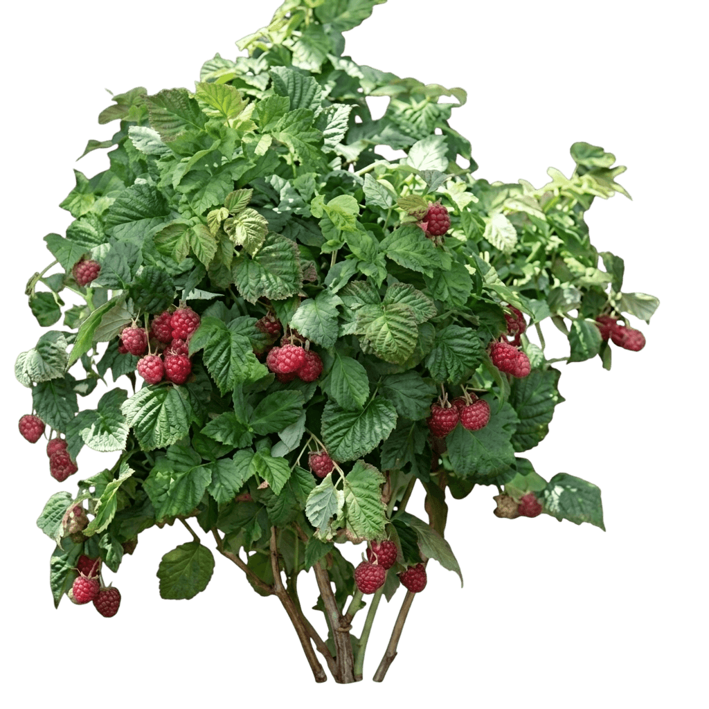 raspberry, heritage red (Rubus ‘Heritage’) - Ground-layer plants