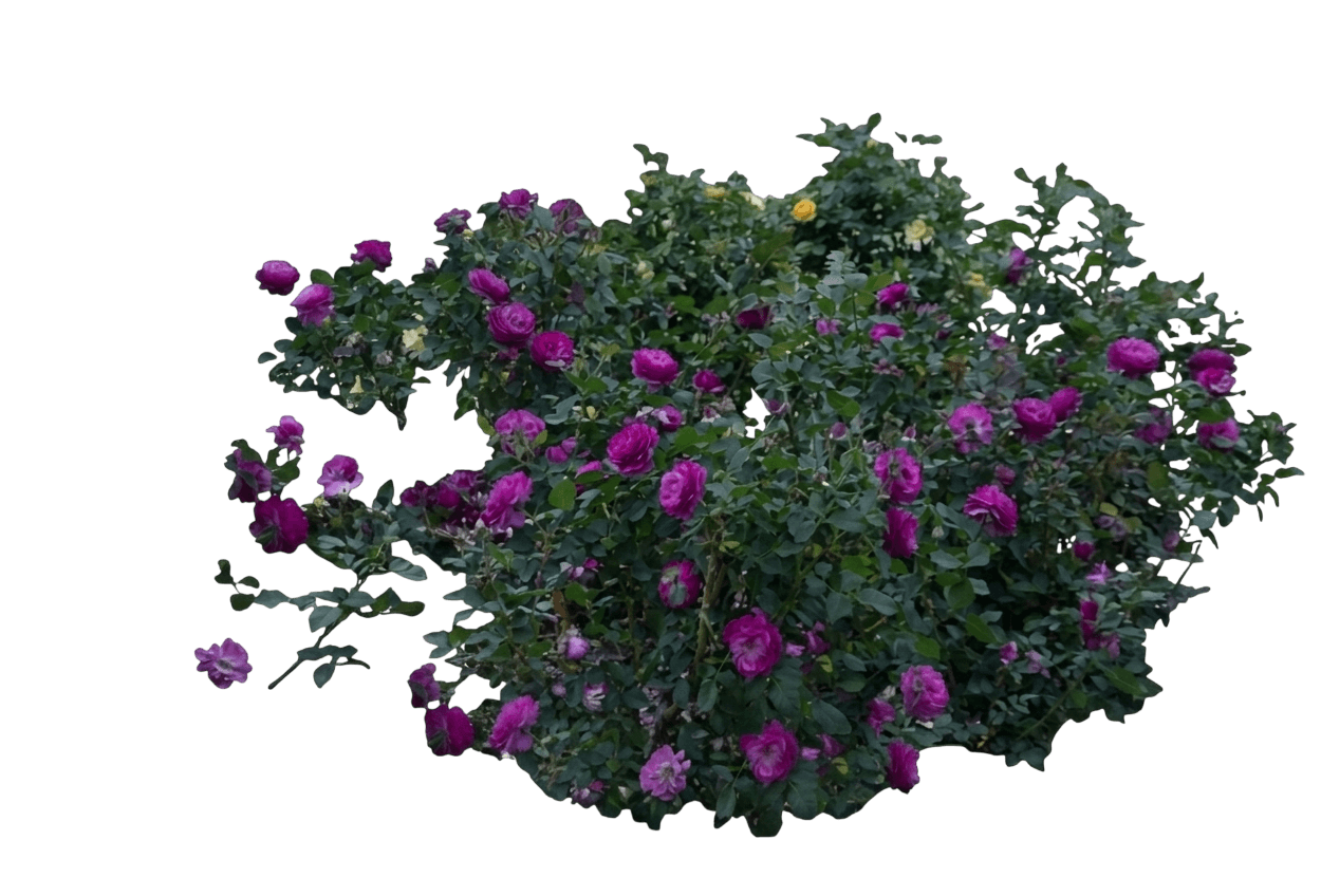 wild blue yonder™ rose (Rosa Wild Blue Yonder 'Wekisosblip') - Ground-layer plants