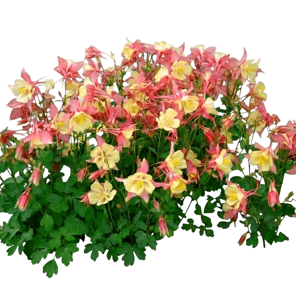 columbine, swan pink and yellow (Aquilegia 'Swan Pink And Yellow') - Perennials