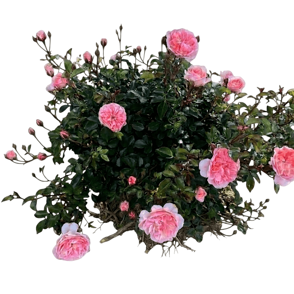 Apricot Pink Groundcover Roses 'Meimirrote' Apricot Drift® (Rosa Pp 23354 'Meimirrote') - Ground Layers