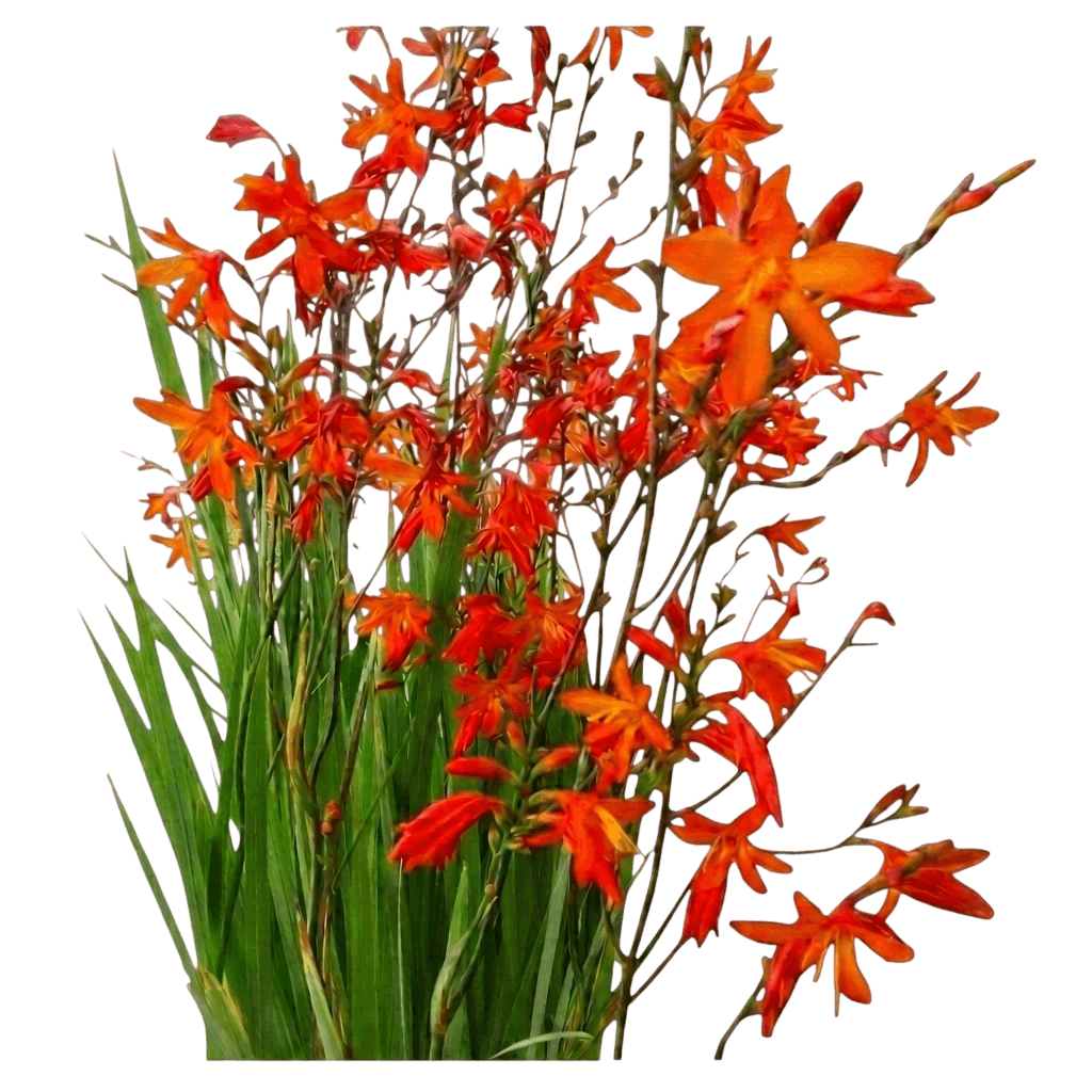 Orange Pekoe montbretia (Crocosmia 'Pek Or') - Perennials