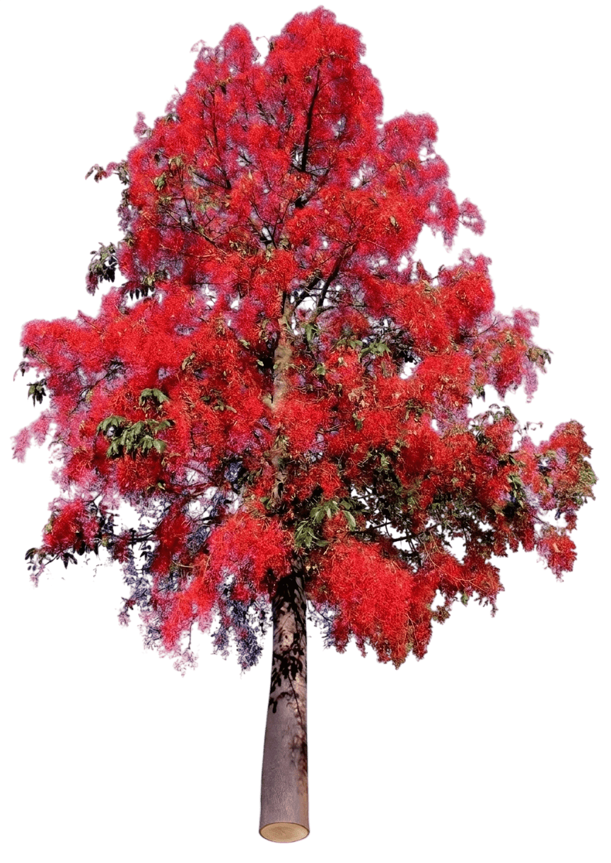 Illawarra Flame Tree (Brachychiton Acerifolius) - Flowering Trees