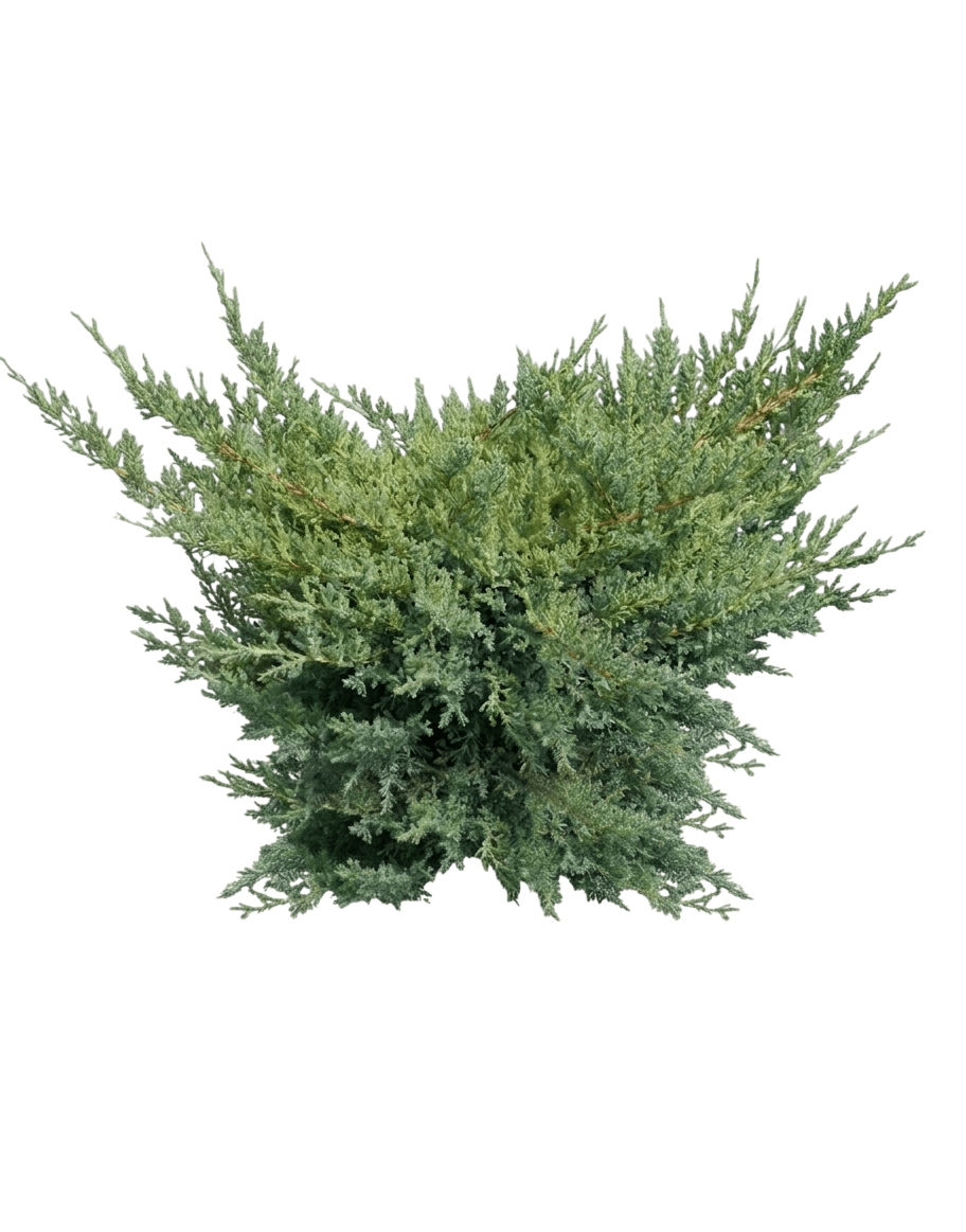 Nick'S Compact Juniper (Juniperus Chinensis S Compacta 'Nick') - Ground Layers