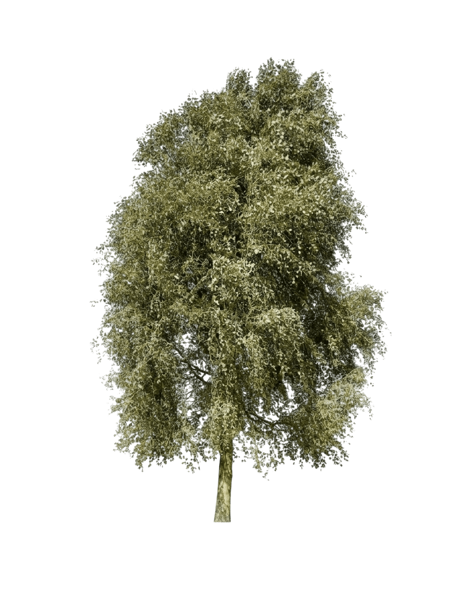 Cottonwood, Santa Fe Cottonless (Populus Simonii) - Shade Trees