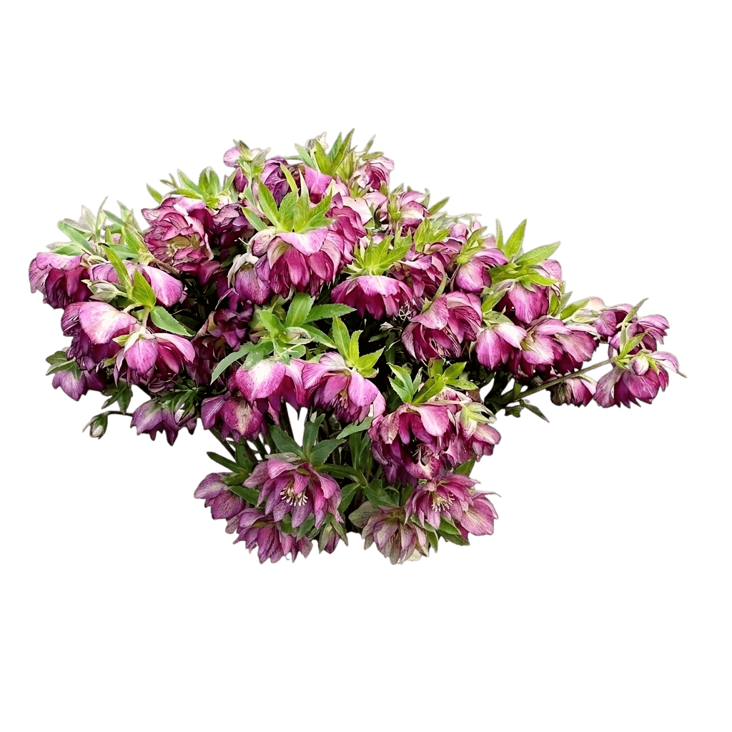 North Star™ Garnet Frills Lenten Rose (Helleborus × Hybridus Var. X Hybridus 'Garnet Frills') - Perennials