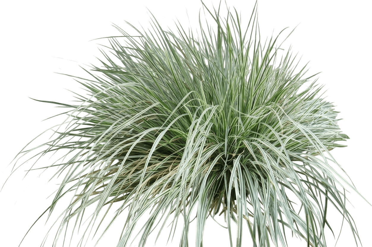 Sedge Grass 'Carfit01' Evercolor® (Carex Oshimensis Everest Pp20955 'Carfit01') - Grasses