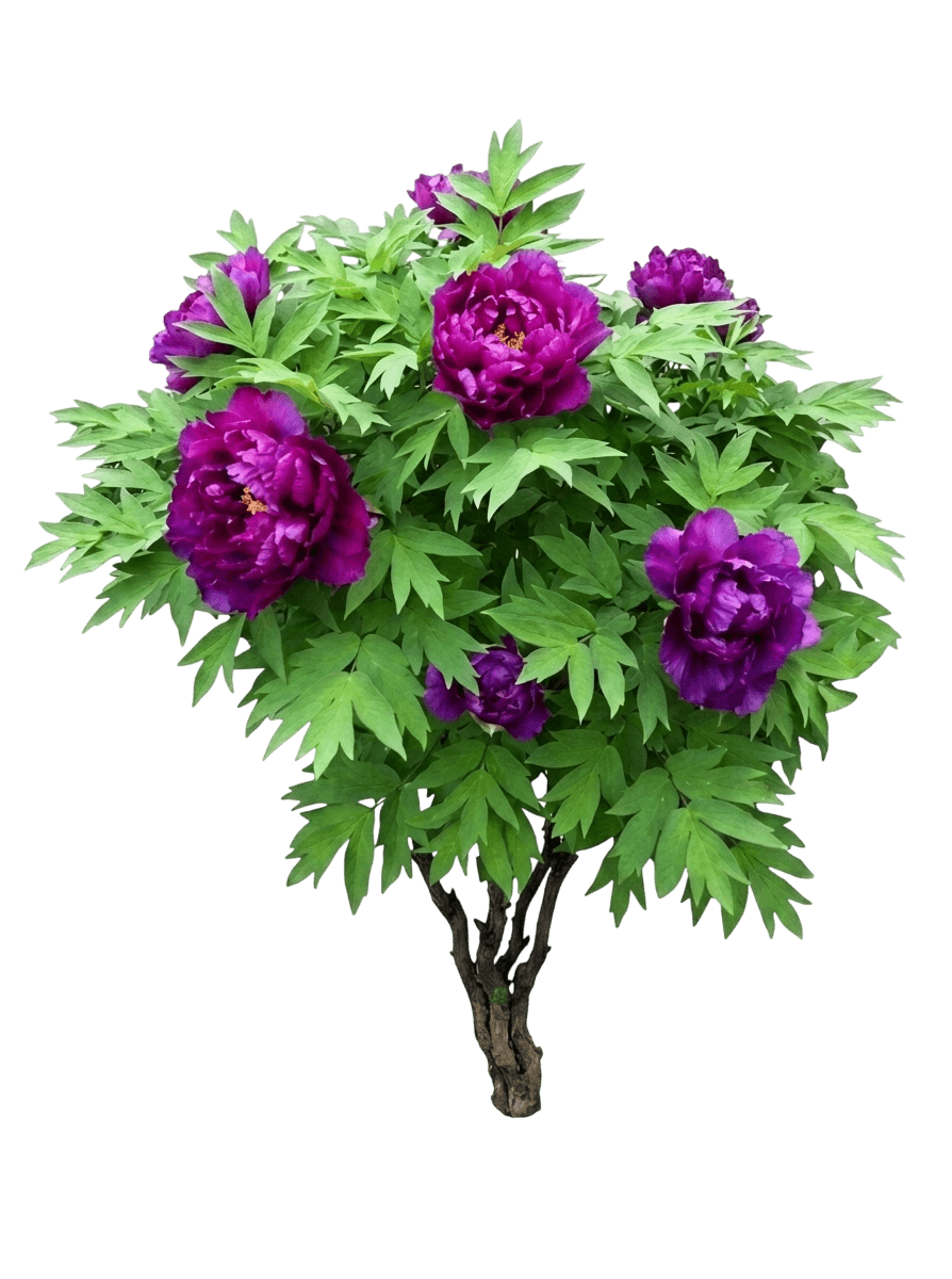 Purple Spider Peony (Paeonia 'Purple Spider') - Perennials