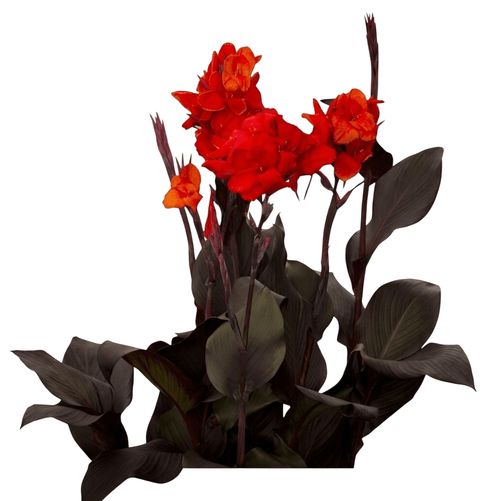 Cannova Orange Shades Canna (Canna × Generalis 'Cannova Orange Shades') - Perennials