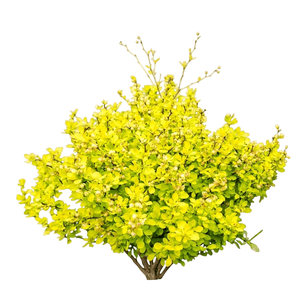 Golden Nugget Dwarf Japanese Barberry (Berberis Thunbergii 'Monlers') - Ground Layers