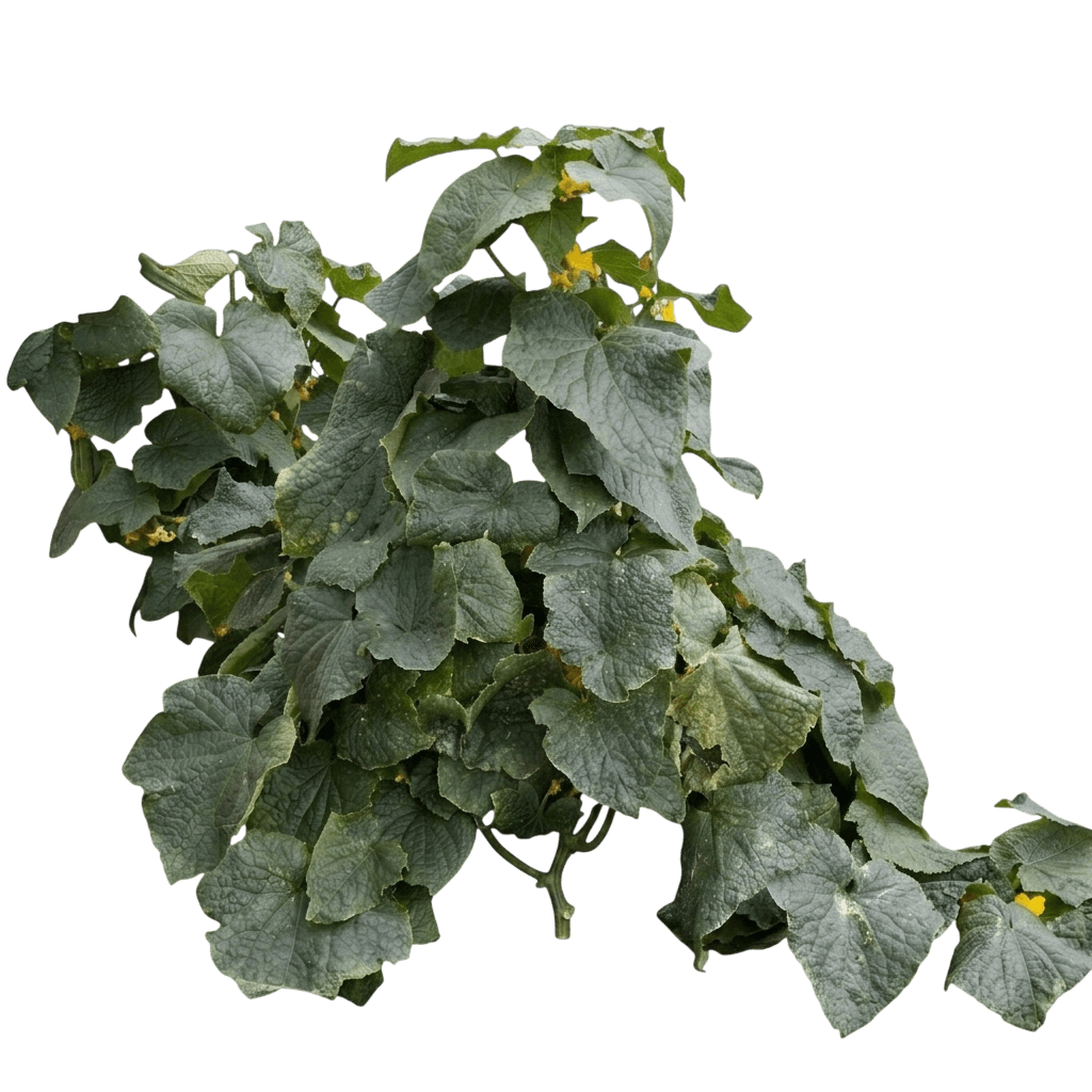 Peticue Cucumber (Cucumis Sativus 'Peticue') - Perennials