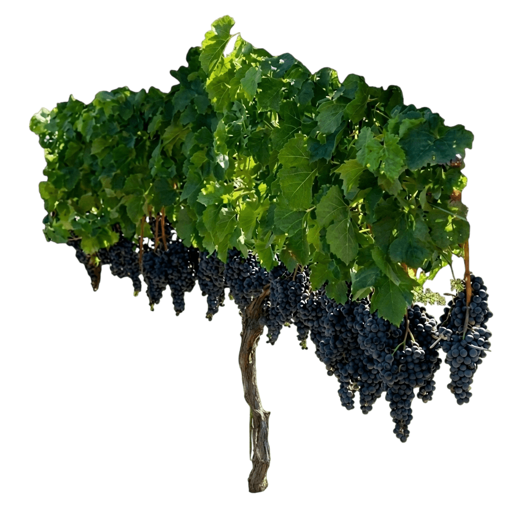 Concord Blue Seedless Grape (Vitis Labrusca Seedless 'Concord') - Fruit Trees
