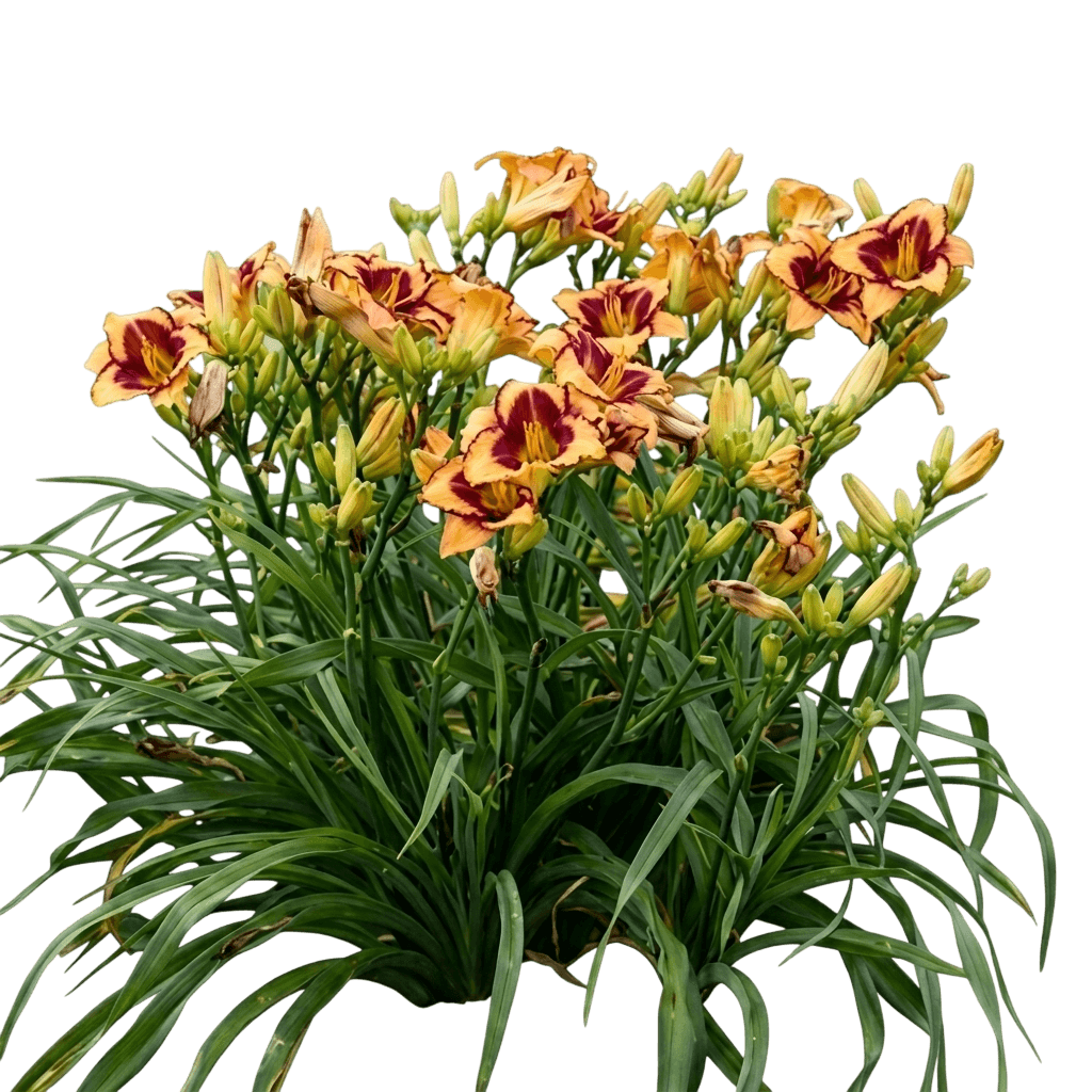 monterey jack daylily (Hemerocallis 'Monterey Jack') - Perennials