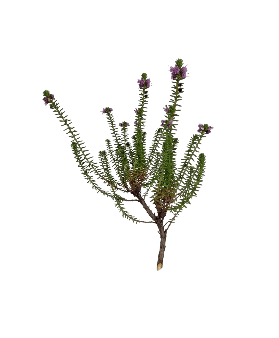 Crowberry (Empetrum Nigrum) - Ground Layers