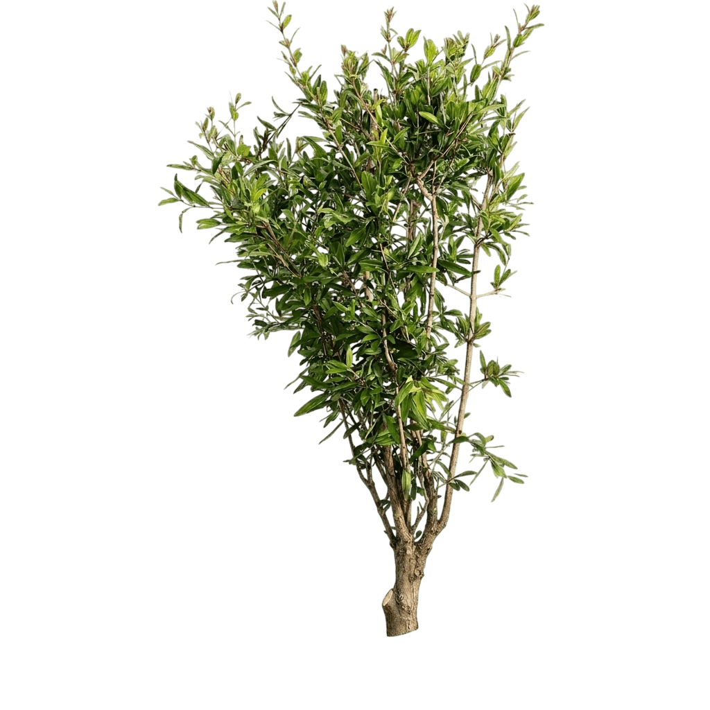Wonderful Pomegranate Tree (Punica Granatum 'Wonderful') - Fruit Trees