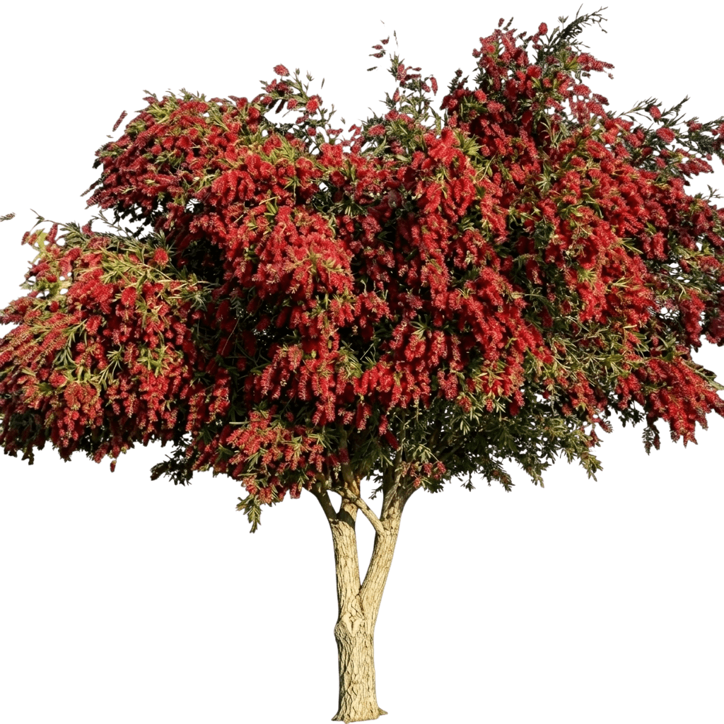 Burgundy (Callistemon Bottlebrush 'Burgundy') - Ground Layers