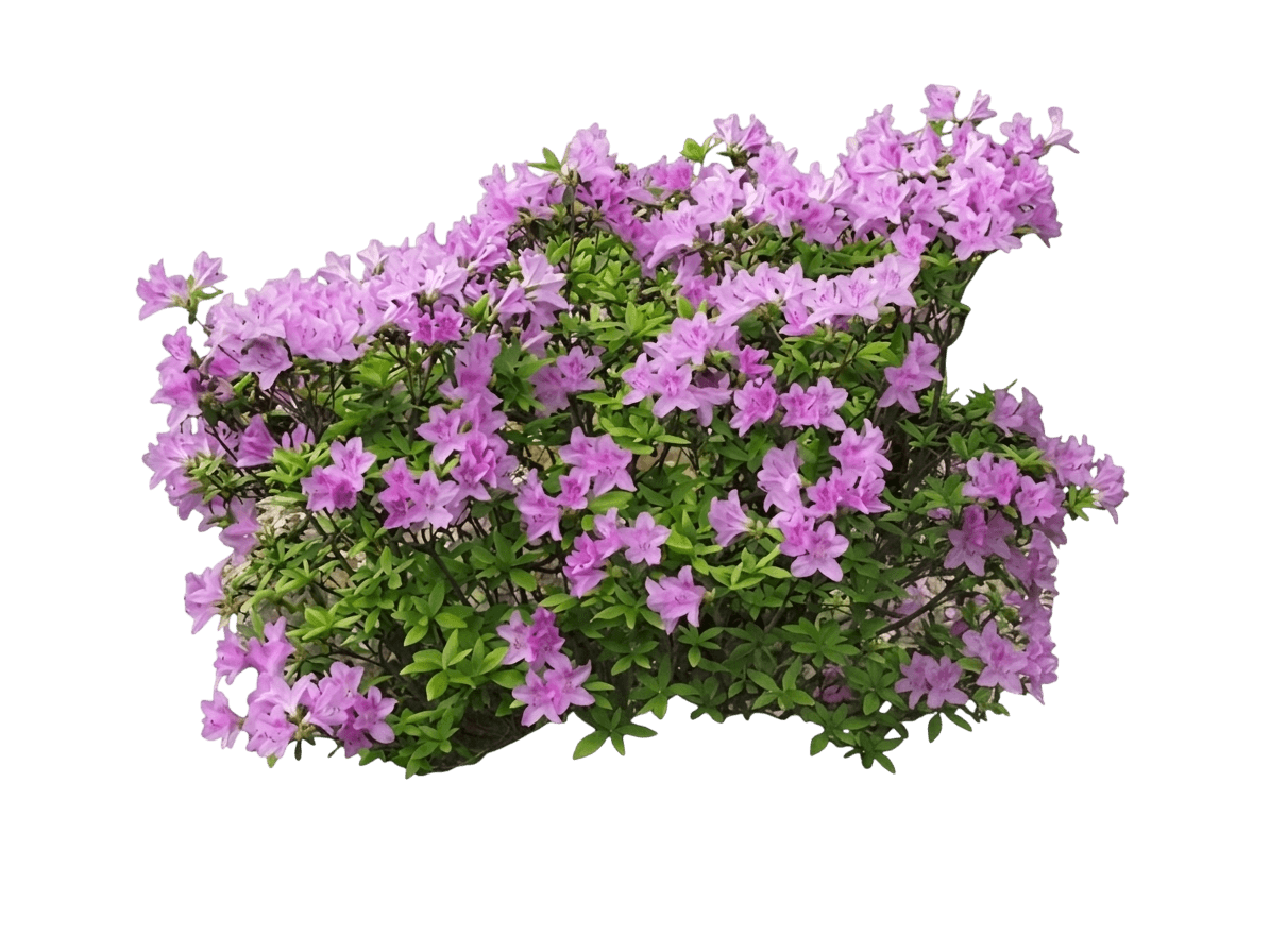 Korean Rhododendron (Rhodendron Yedoense Var.Poukhanense Var. Yedoense Var.Poukhanense 'Compact') - Shrubs