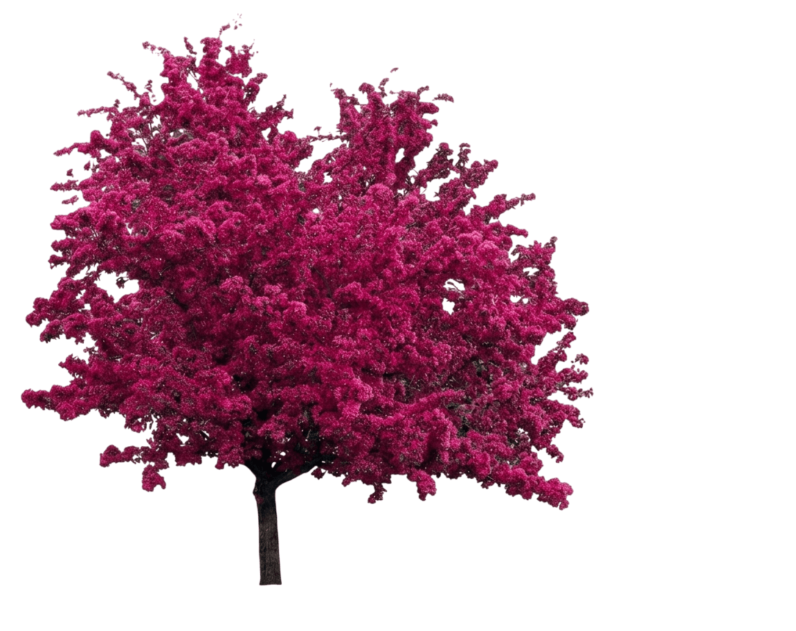 Crabapple, Profusion (Malus 'Profusion') - Flowering Trees