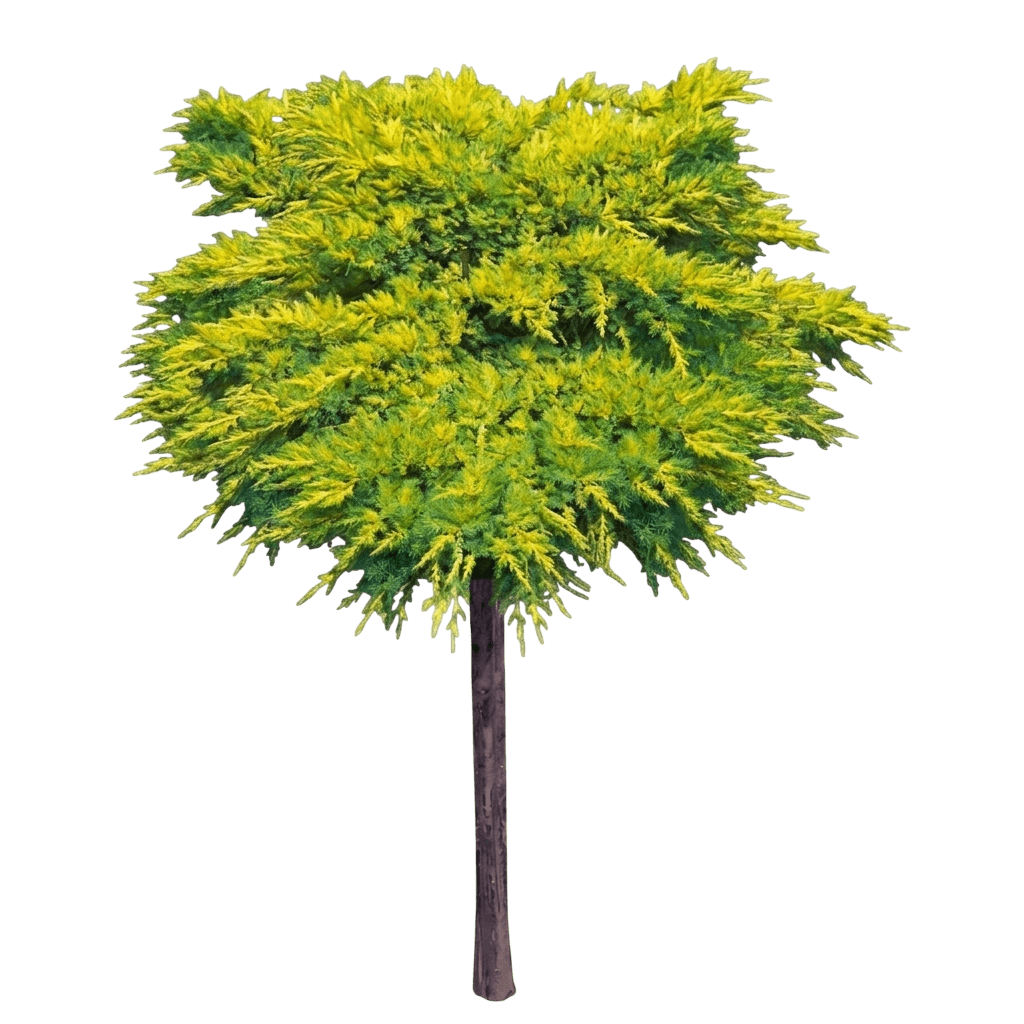 Chinese Juniper 'Daub' (Juniperus Chinensis S Frosted' Tree Form 'Daub') - Evergreen Trees
