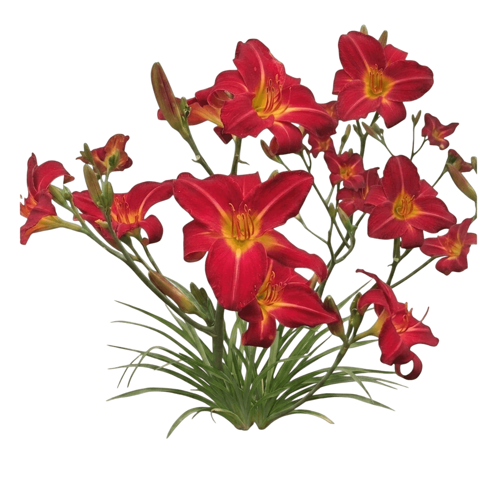 Grape Magic Daylily (Hemerocallis 'Grape Magic') - Perennials