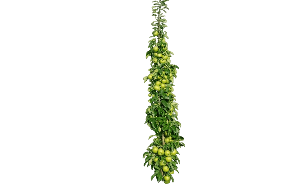 Fruit Snacks Tangy Green Apple (Malus 'Greencats') - Fruit Trees