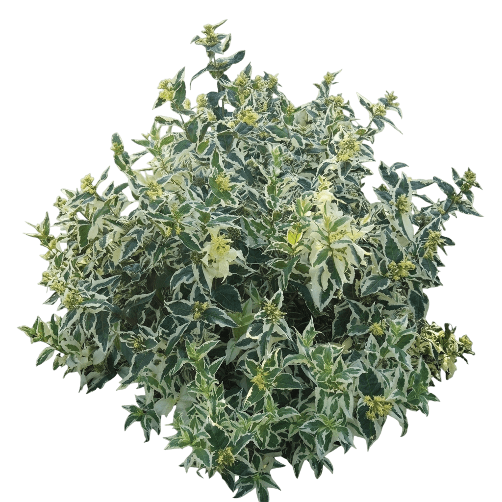 Cool Splash bush honeysuckle (Diervilla Sessilifolia 'Lpdc Podaras') - Ground Layers