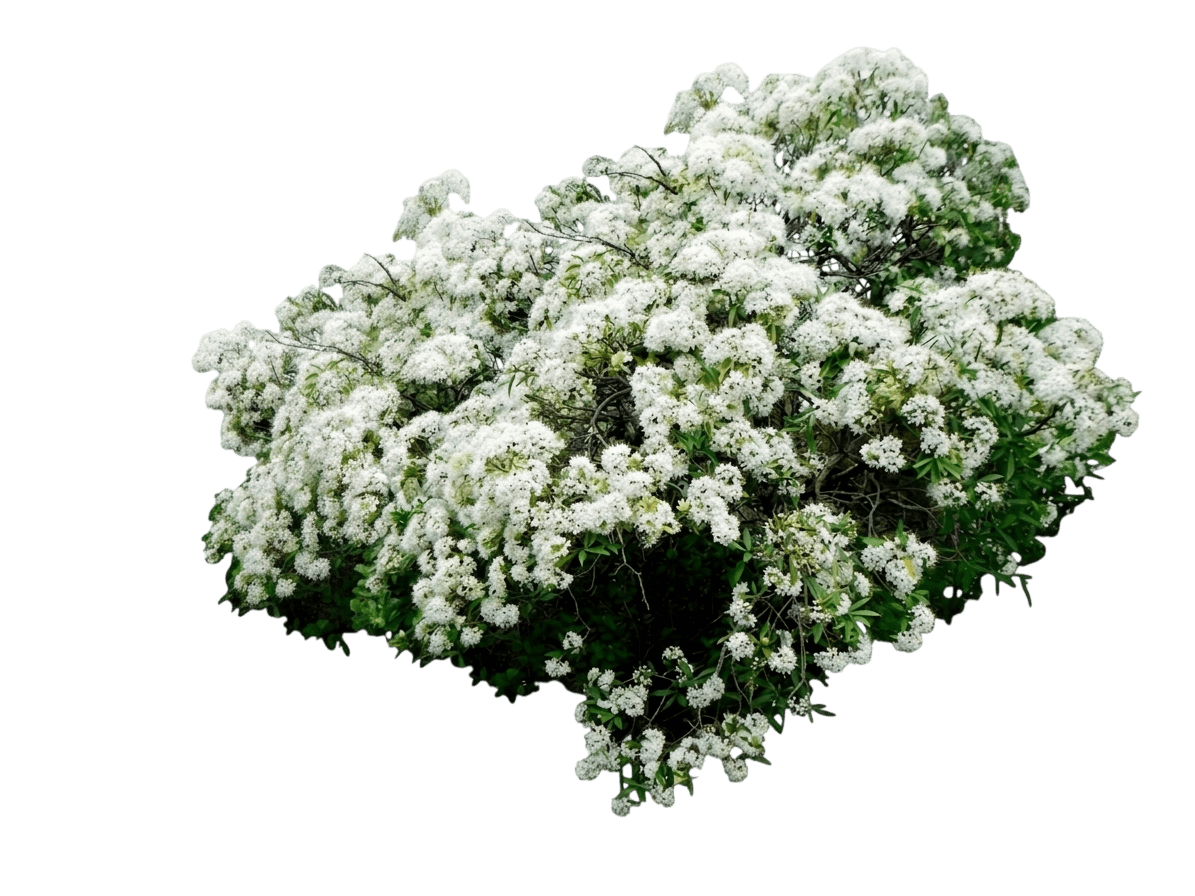 Snow Cloud (Pavetta Australiensis) - Ground Layers