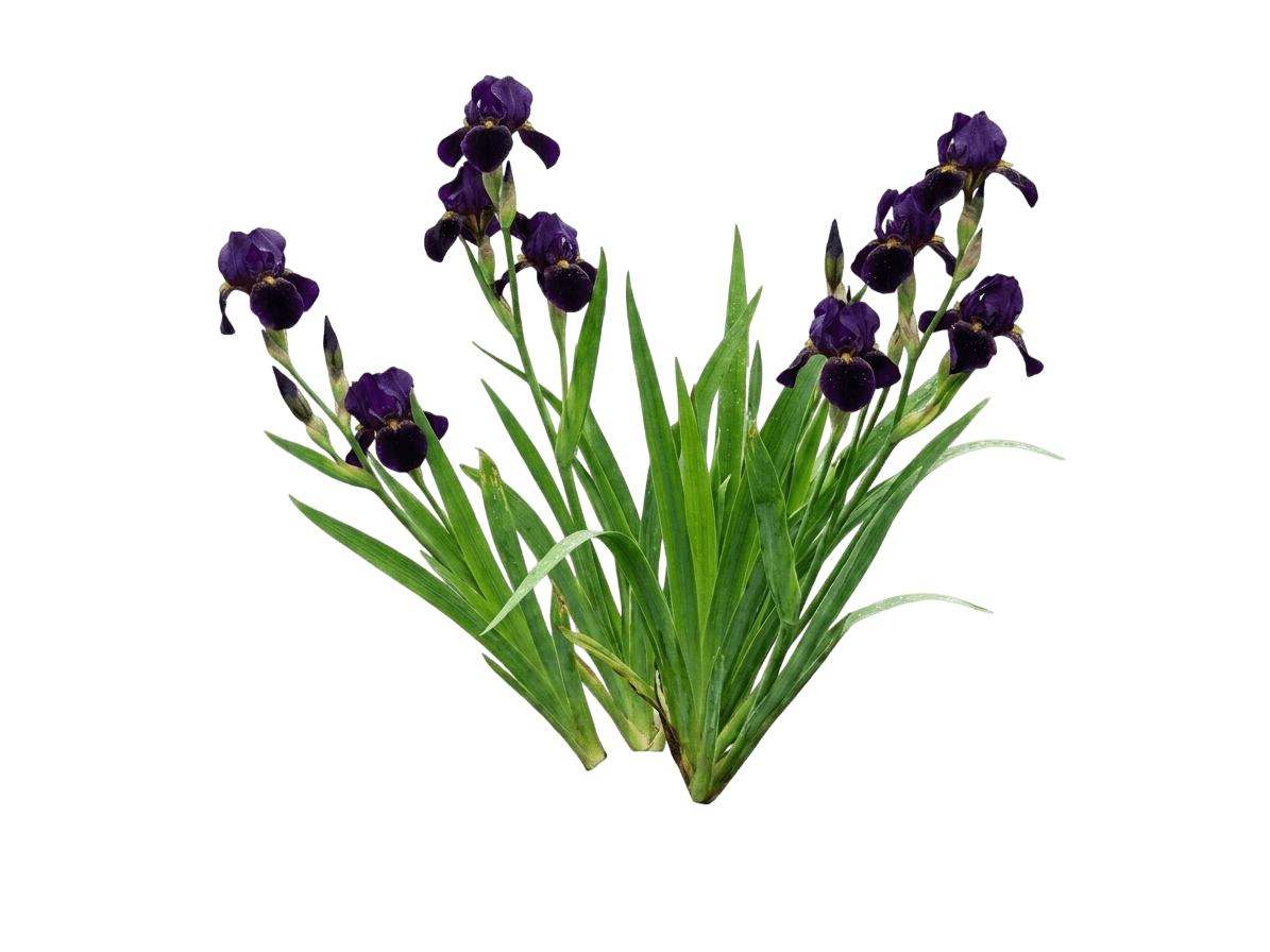 Black Gamecock Louisiana Iris (Iris X Louisiana Black Gamcock 'Chowning 78') - Perennials