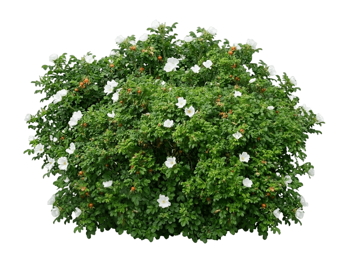 White Rugosa Rose (Rosa Rugosa Var. Rugosa 'Alba') - Shrubs