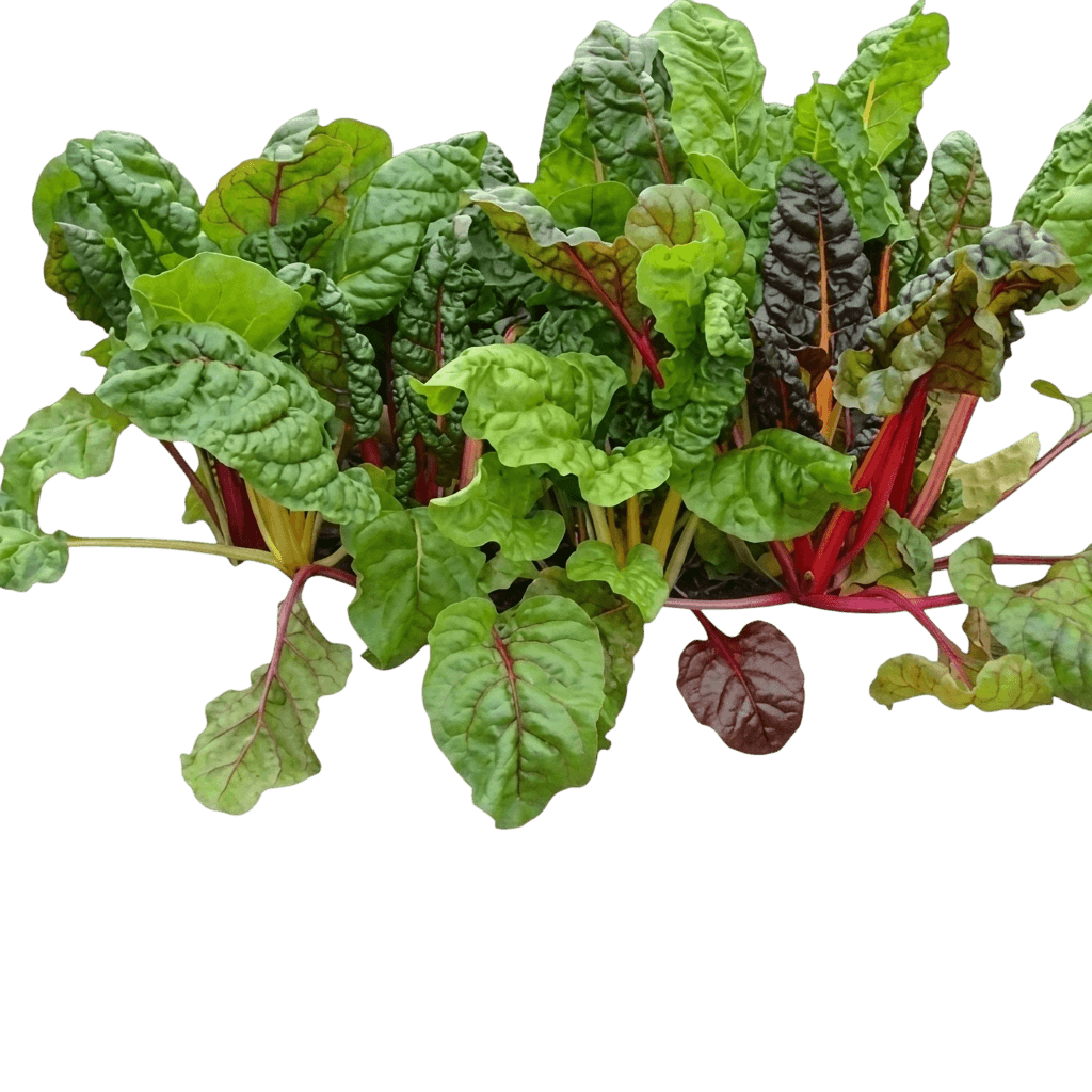 betterave (Beta Vulgaris (Leaf Beet Group) 'Bright Lights') - Plantes vivaces
