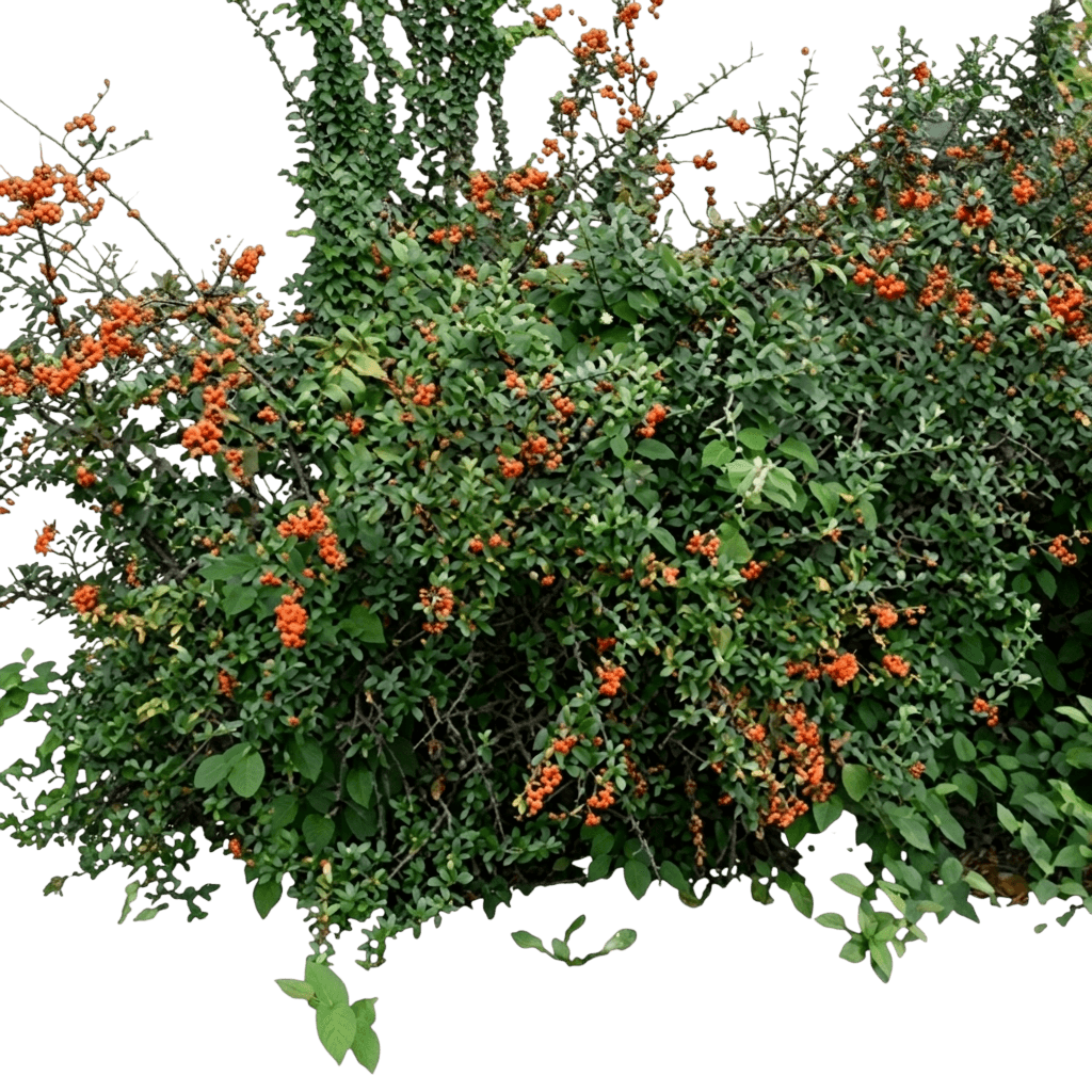 Pyracantha, Rutgers (Pyracantha Coccinea 'Rutgers') - Ground Layers