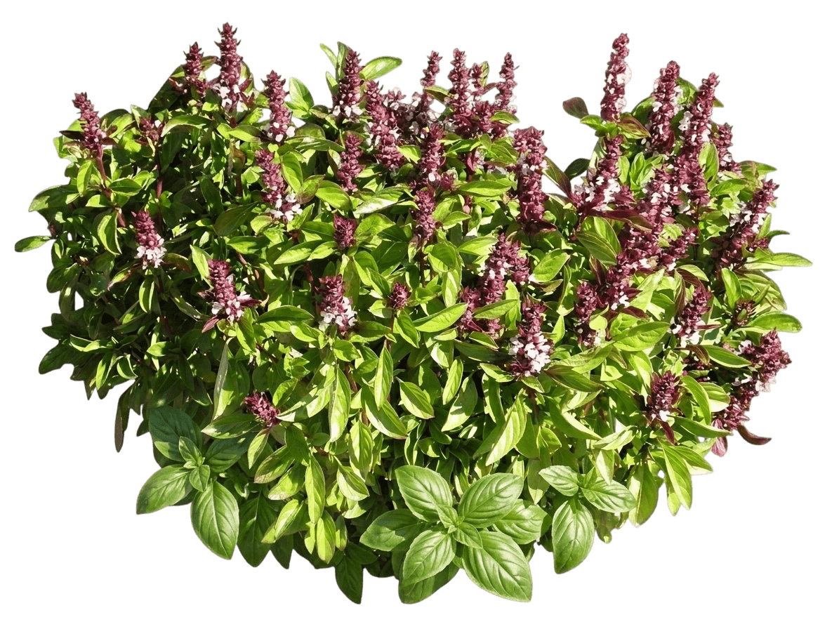 Prospera Italian Large Leaf Basil (Ocimum Basilicum 'Ill2') - Perennials