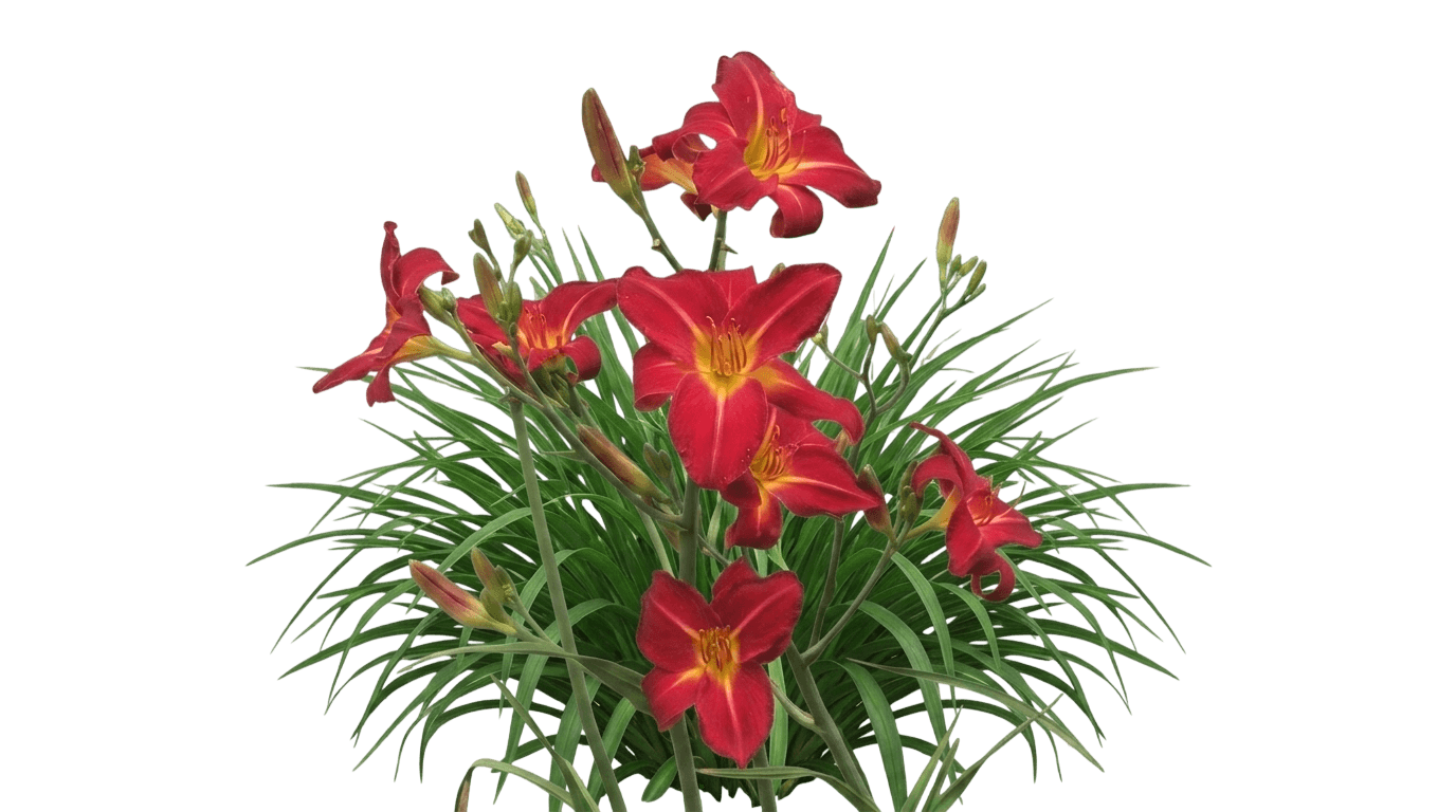 Rainbow Rhythm® Ruby Spider Daylily (Hemerocallis Var. Hybrid 'Ruby Spider') - Perennials