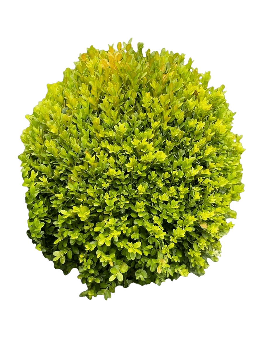 Franklin's Gem Boxwood (Buxus Microphylla Var. Microphylla 'Franklins Gem') - Shrubs