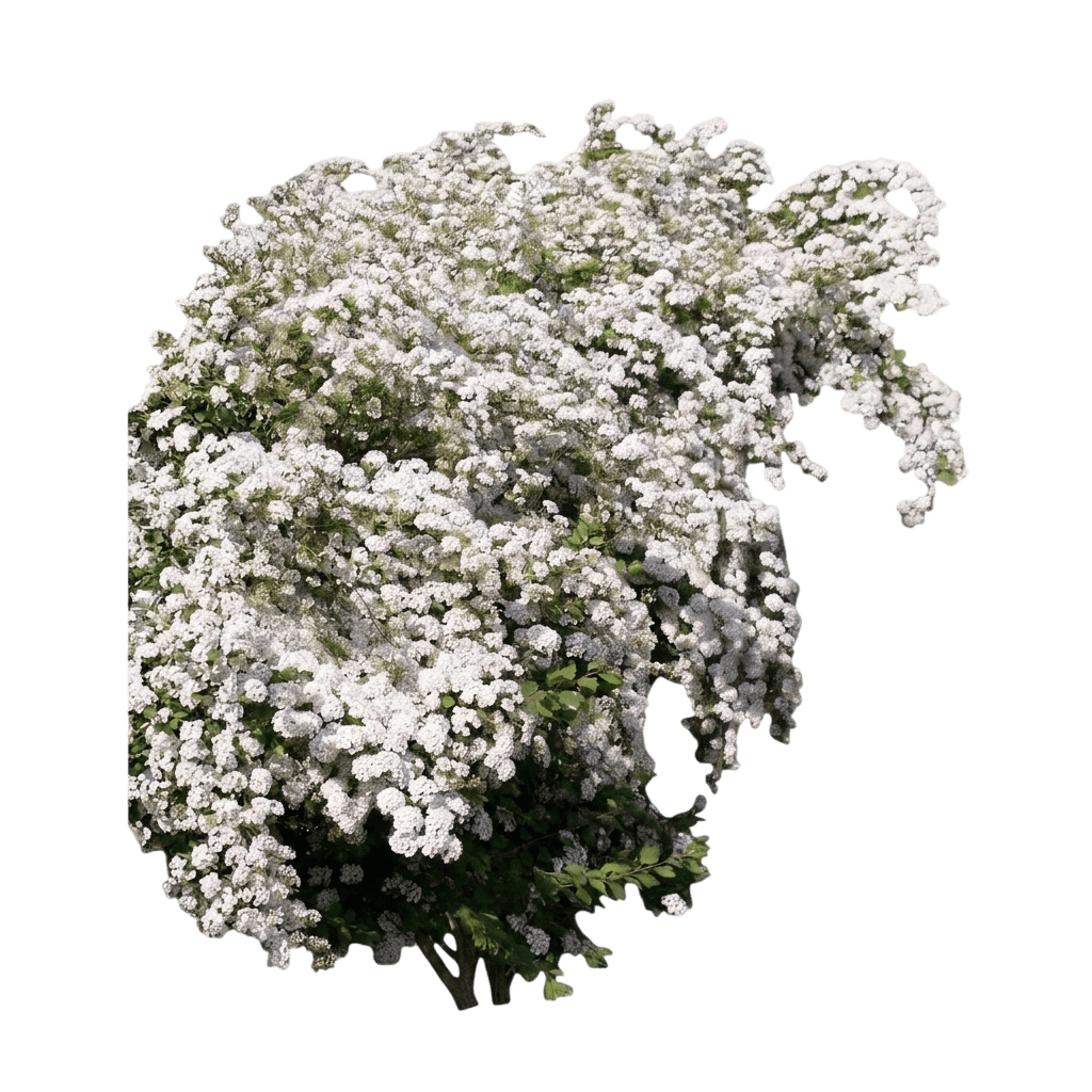 Renaissance Spirea (Spiraea Vanhouttei Var. Vanhouttei 'Renaissance') - Shrubs