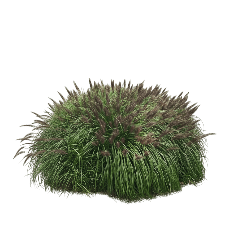 Black Flowering Fountain Grass (Pennisetum Alopecuroides 'Moudry') - Grasses