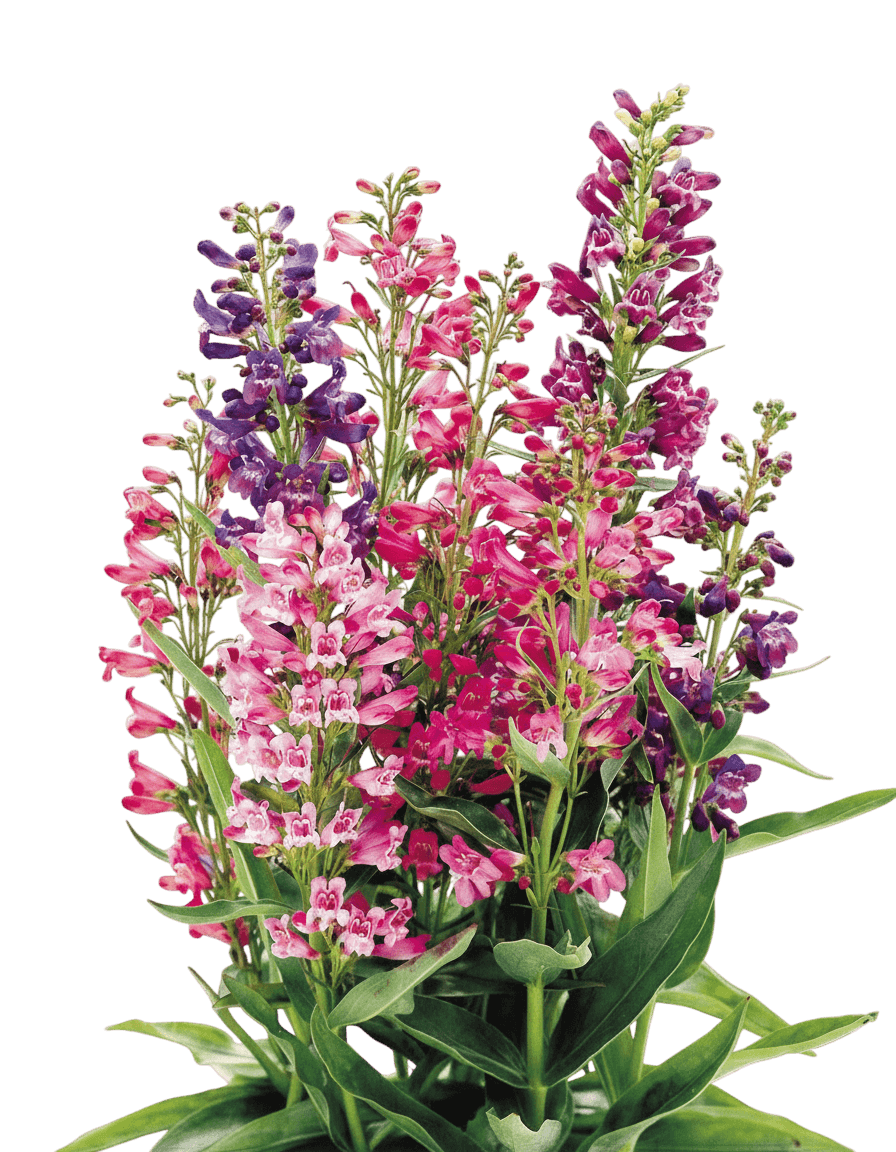 Beardtongue, Cambridge Mix (Penstemon Barbatus 'Cambridge Mix') - Perennials
