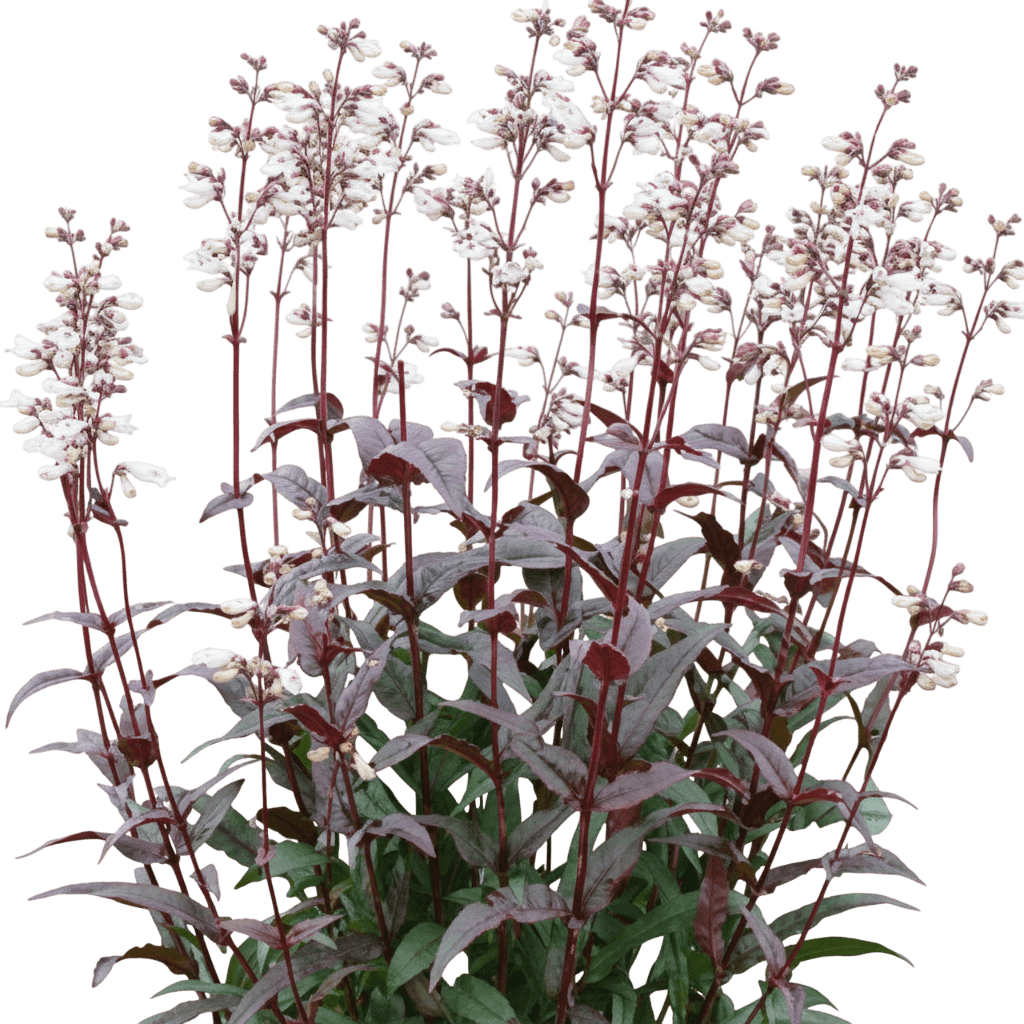 Husker Red Beard Tongue (Penstemon Digitalis 'Husker Red') - Perennials