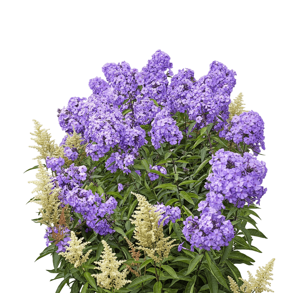Fashionably Early Crystal Garden Phlox (Phlox 'Fashionably Early Crystal') - Perennials