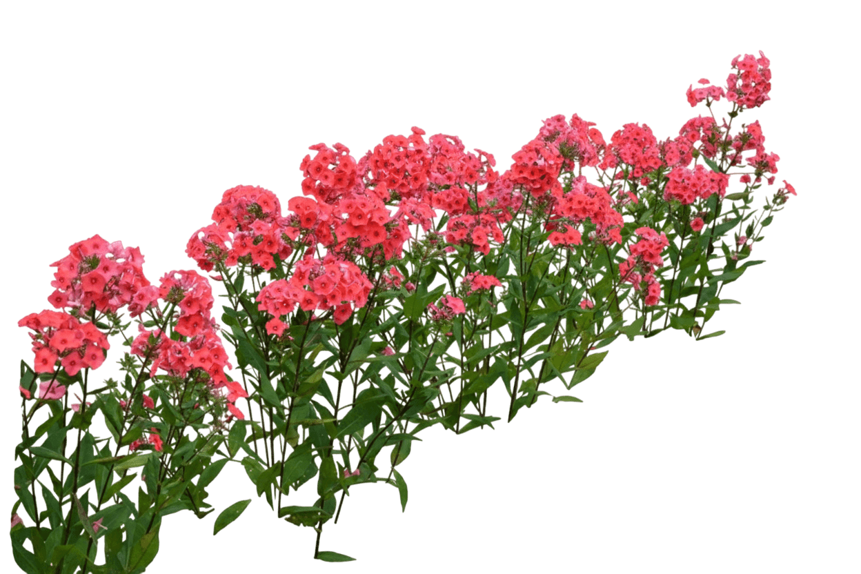Phlox, Tall Garden, Tequila Sunrise (Phlox Paniculata, 'Tequila Sunrise') - Perennials