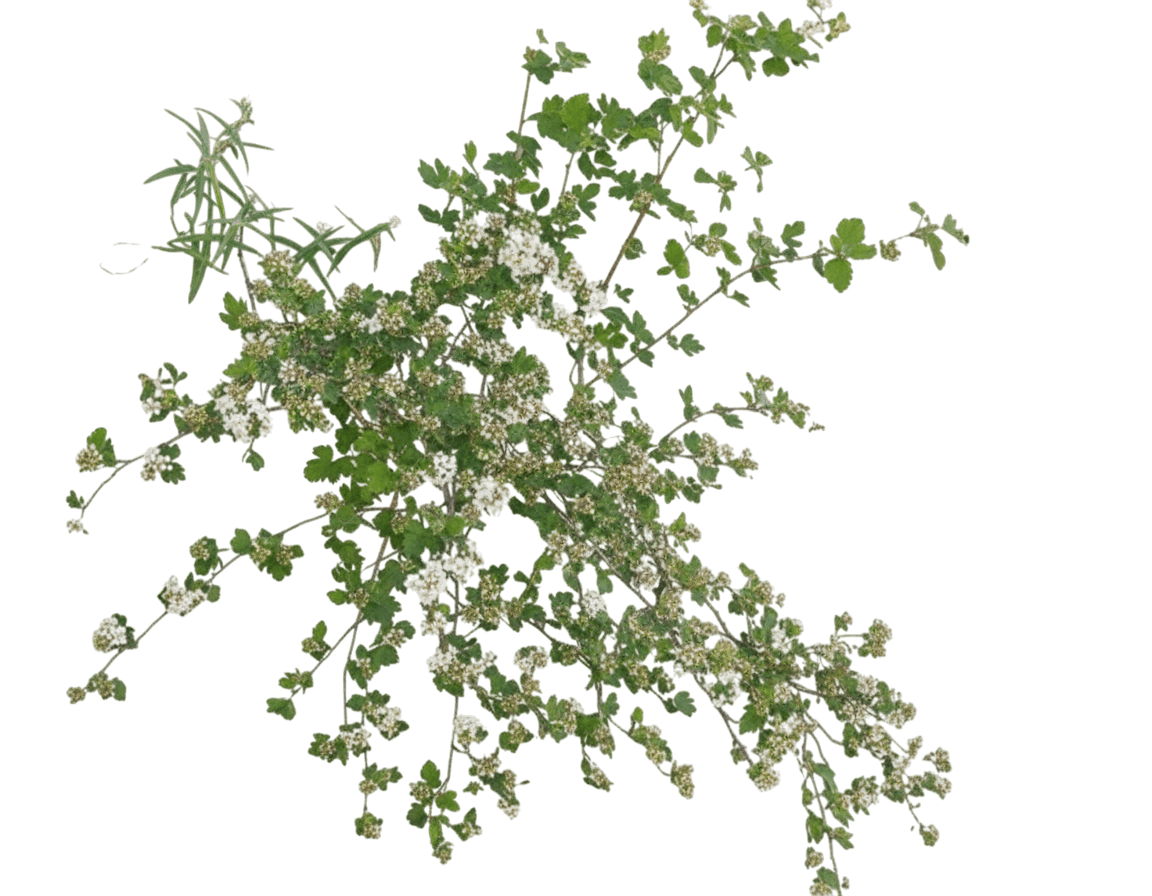 Grey Rock Mountain Ninebark (Physocarpus Monogynus) - Ground Layers