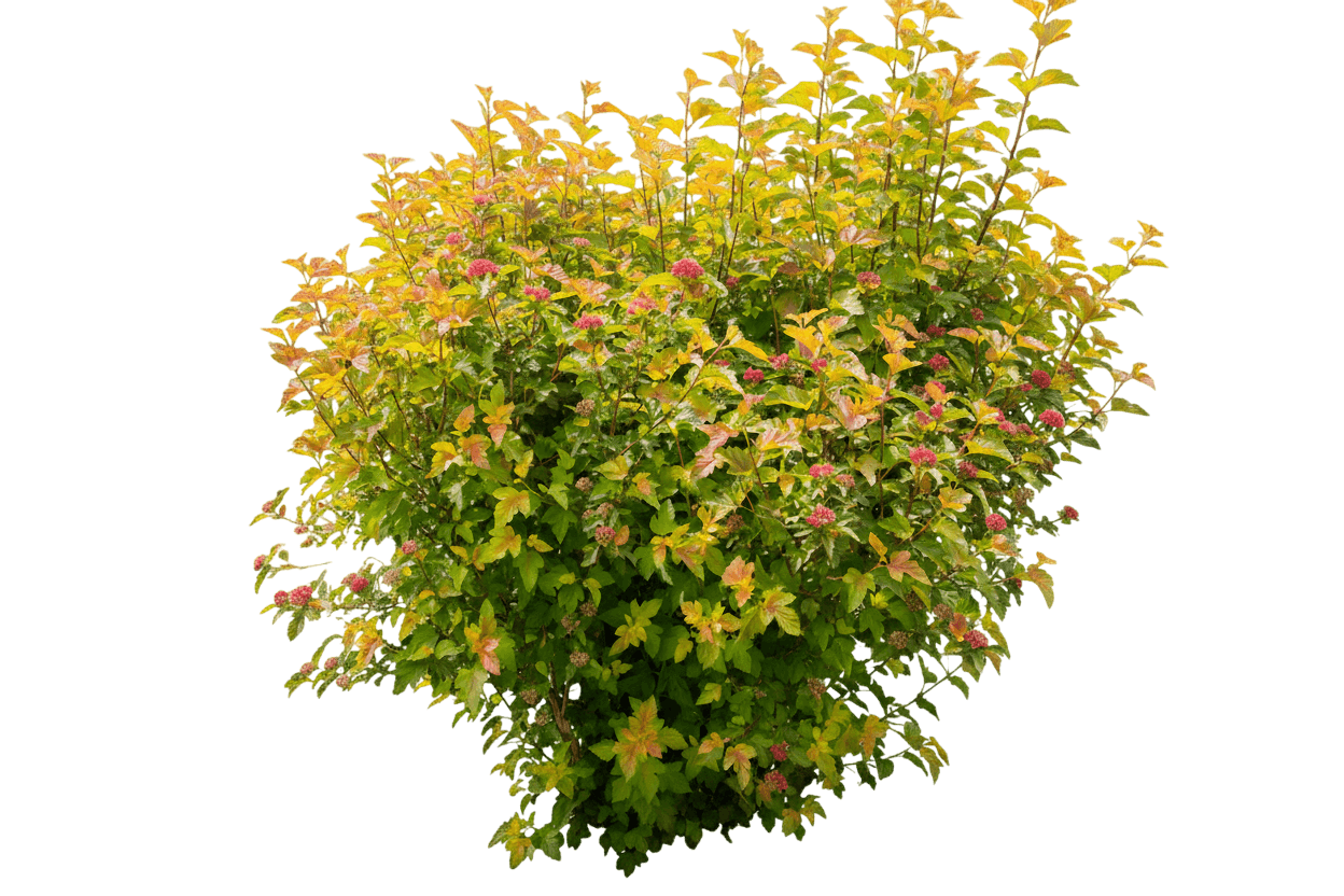 Amber Jubilee™ Ninebark (Physocarpus Opulifolius Amber Jubilee 'Jefam') - Ground Layers